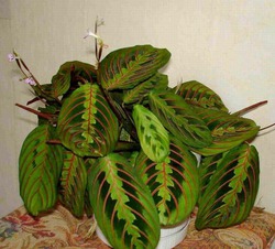 Цветочки: моем, пересаживаем, подкармливаем... (всё о комнатных растениях)