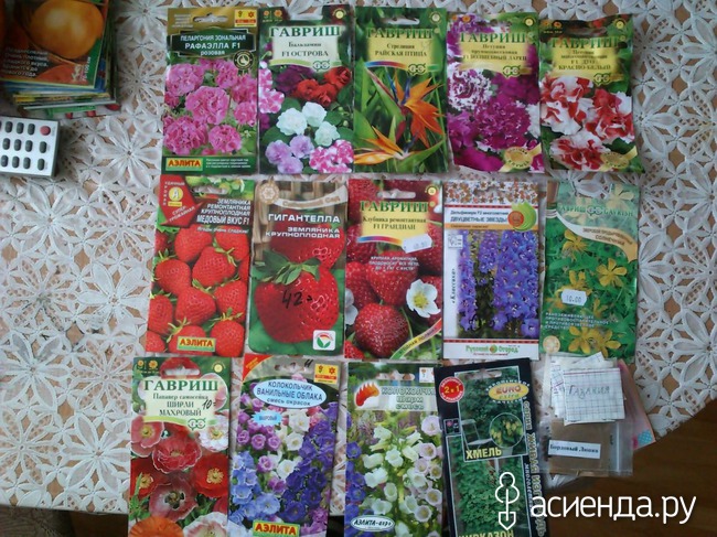 Перец сажают с чем Перец сажают с чем