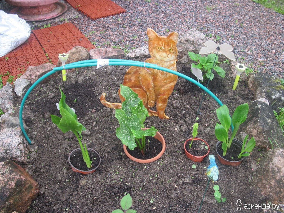 Конкурс с фотографиями котов Конкурс с фотографиями котов