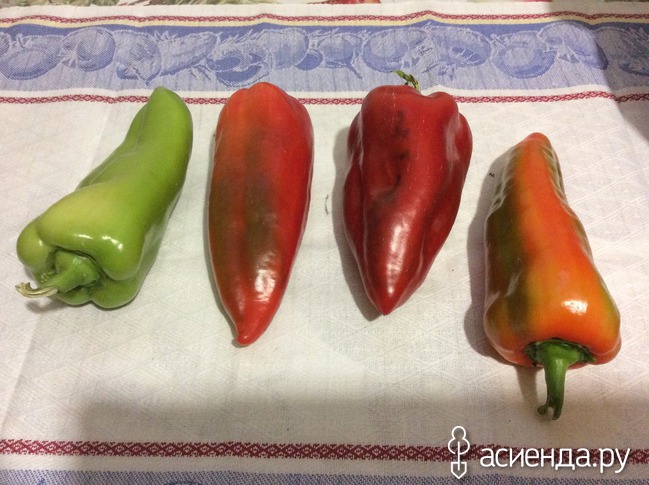 Когда и какой посадить перец Когда и какой посадить перец