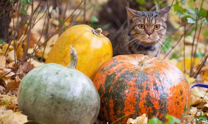 Фото Котов Летом