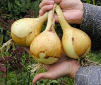 Лук Эксибишен. Выращивание