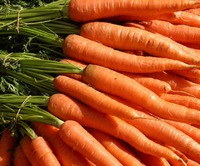 Условия выращивания моркови