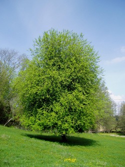    Prunus padus L.