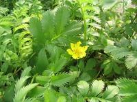    Potentilla anserina L.