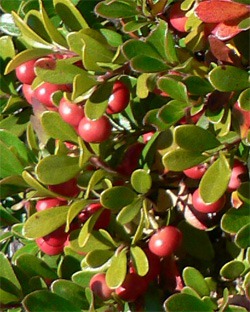    Arctostaphylos uva-usi L.