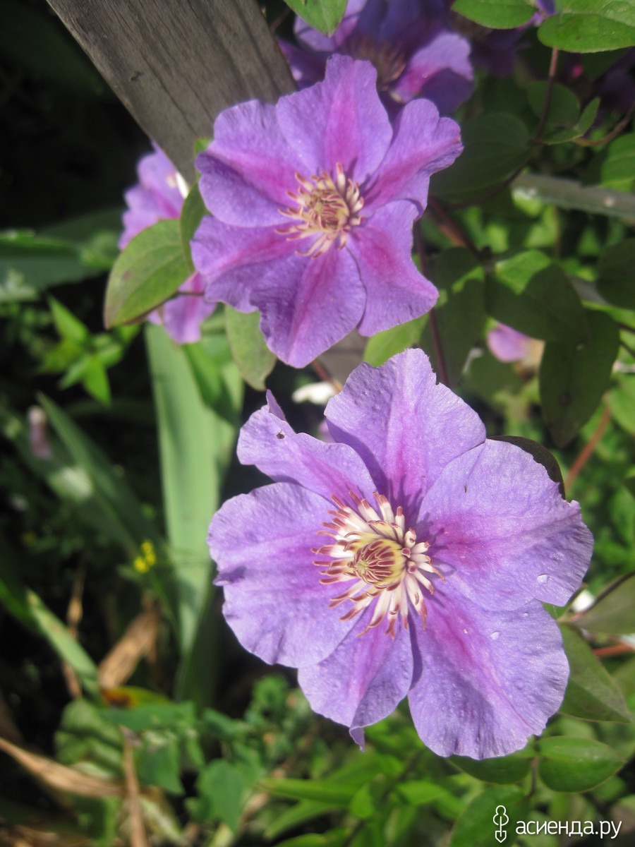 Сорт клематиса ашва. Клематис ашва. Клематис ашва (Ashva). Клематис ашва Clematis Ashva. Клематис крупноцветковый ашва.