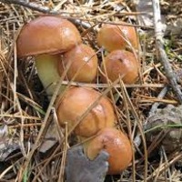Грибная лихорадка