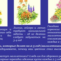Деление многолетников