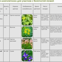 Красивые многолетники для болотистых участков