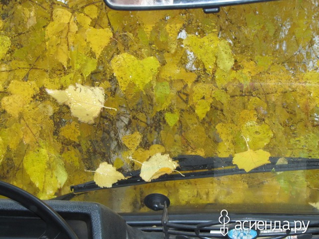 осень в лобовое стекло