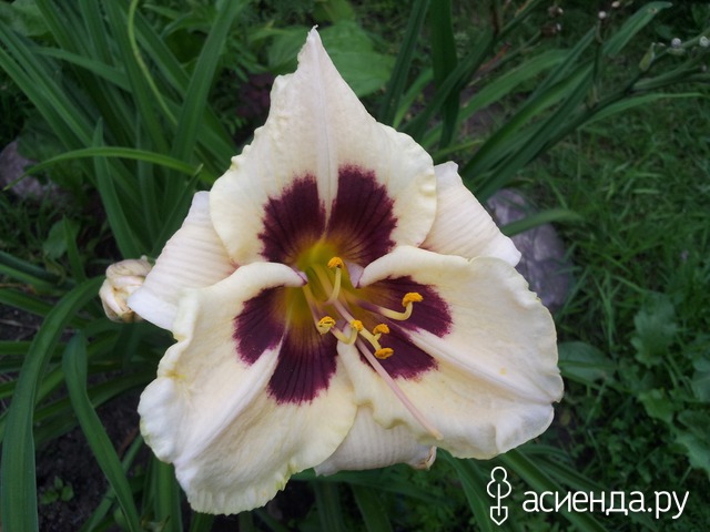 �������-�������� � ���� � ������� - ���������