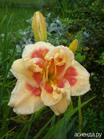 �������-�������� � ���� � ������� - ���������