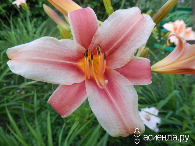 �������-�������� � ���� � ������� - ���������