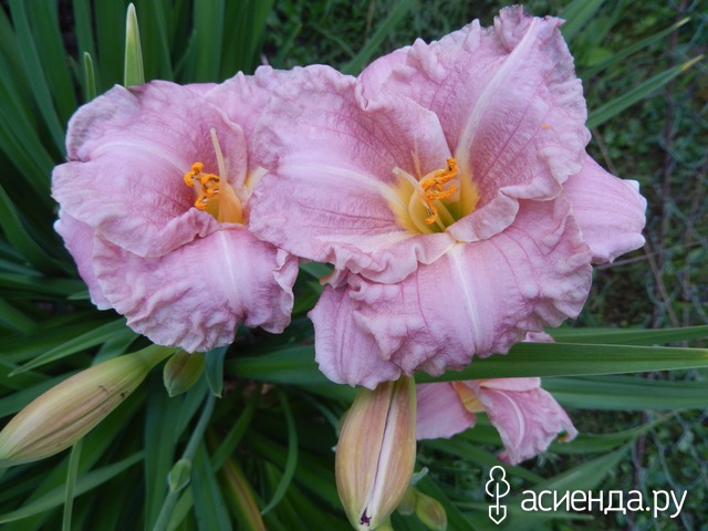 �������-�������� � ���� � ������� - ���������