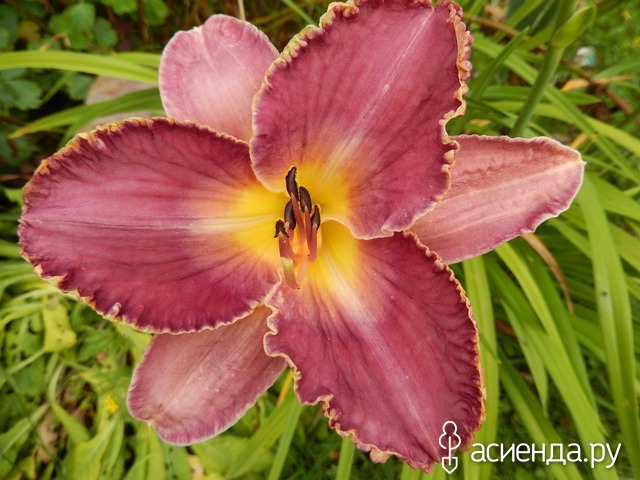 �������-�������� � ���� � ������� - ���������