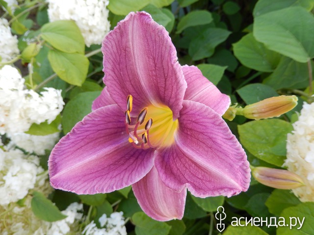 �������-�������� � ���� � ������� - ���������