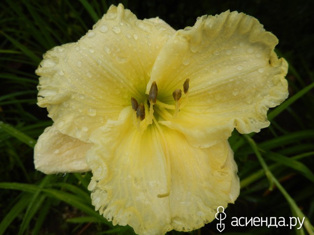 �������-�������� � ���� � ������� - ���������