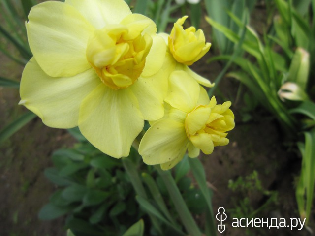 �������-�������� � ���� � ������� - ��������