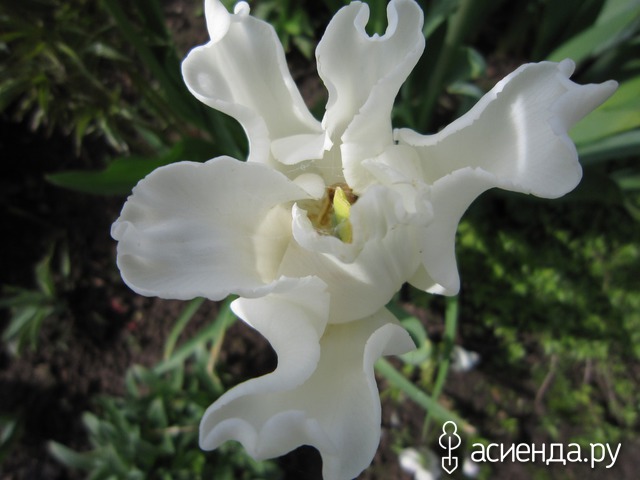 �������-�������� � ���� � ������� - ��������