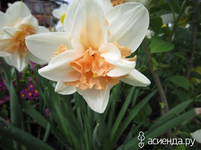 �������-�������� � ���� � ������� - ��������