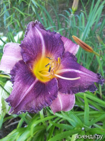 �������-�������� � ���� � ������� - ���������