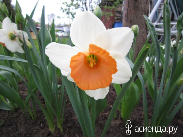 �������-�������� � ���� � ������� - ��������