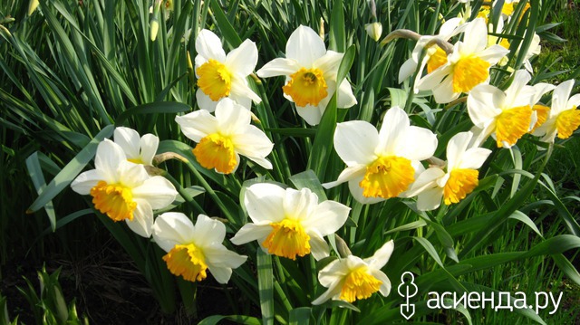 �������-�������� � ���� � ������� - ��������