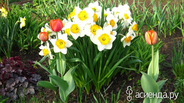 �������-�������� � ���� � ������� - ��������