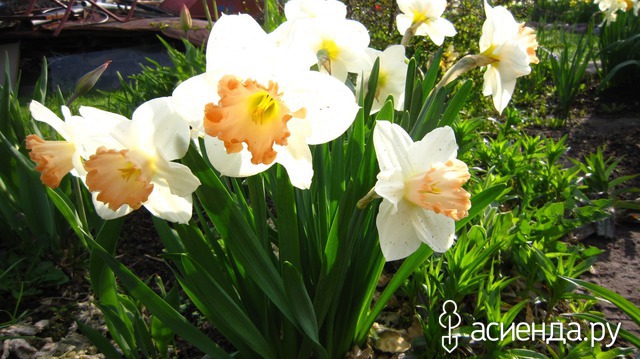 �������-�������� � ���� � ������� - ��������