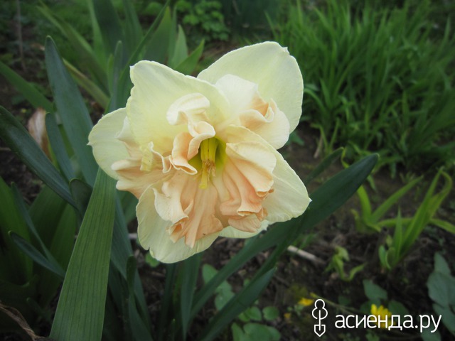 �������-�������� � ���� � ������� - ��������