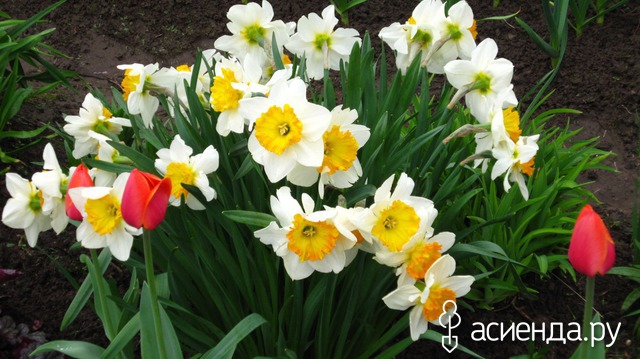 �������-�������� � ���� � ������� - ��������