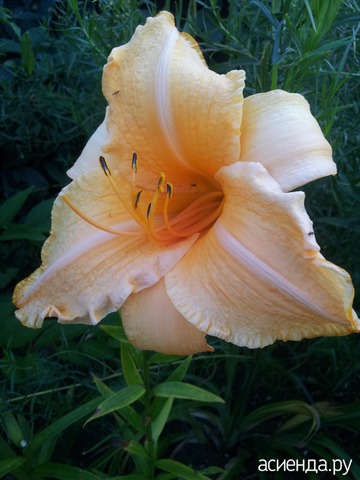 �������-�������� � ���� � ������� - ���������