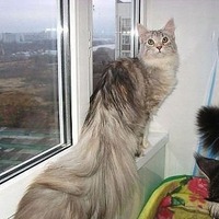 Заключительный воскресный КОТЭ - позитивчик 2014