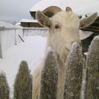 Содержание коз в зимний период
