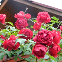 � ����� ����...