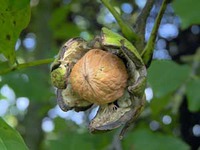 ������� ���� � Juglans regia L.