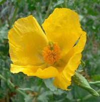 ����� ������ � Glaucium flavum G.