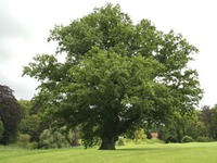��� � Quercus