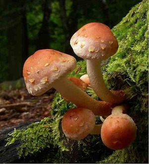 Польза ядовитых грибов в природе