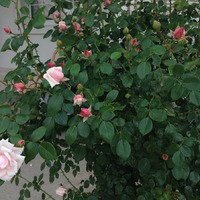 Розы для подмосковья (4-я зона)