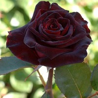  BLACK BACCARA