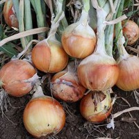 Когда и как правильно убрать репчатый лук, чтобы он дольше хранился?