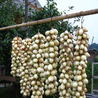 Косичка из лука.