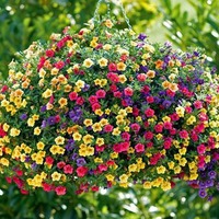 Калибрахоа