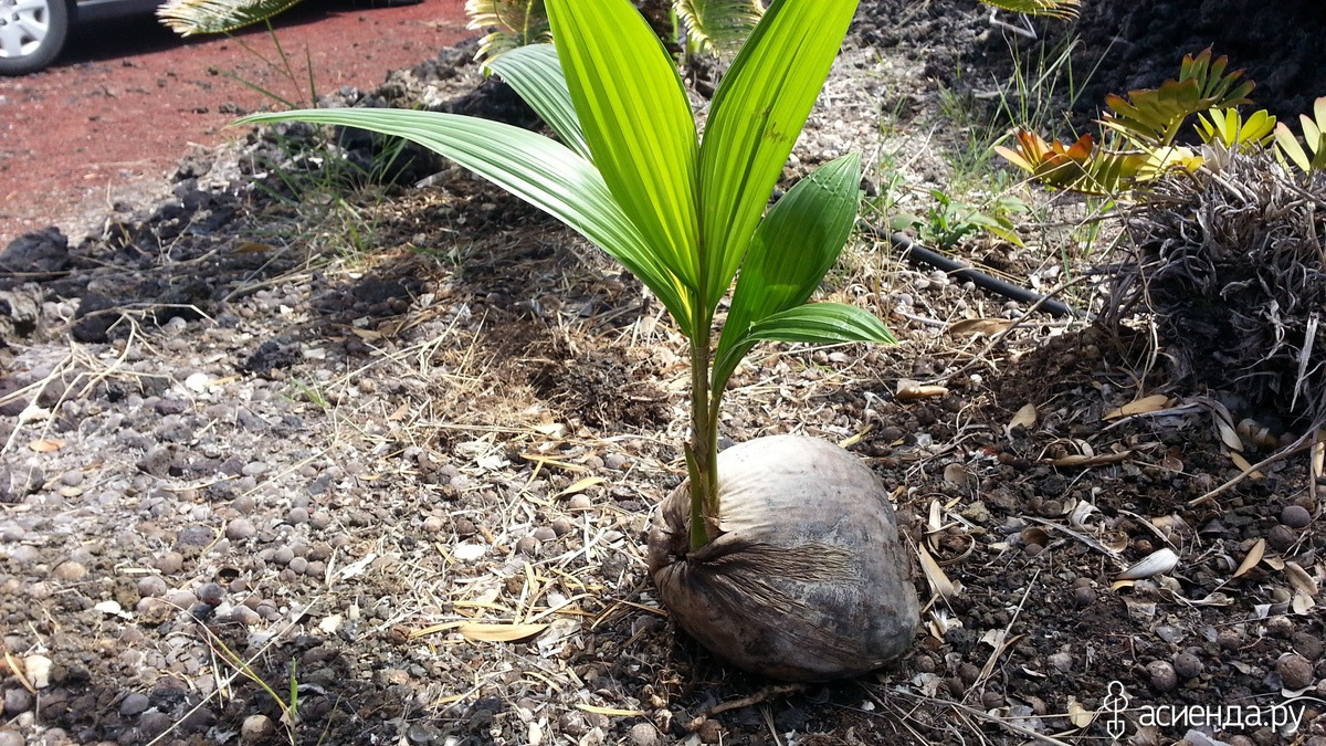 Прорастить кокос. Кокосовая Пальма Росток. Семена кокосовой пальмы прорастание. Кокос размножение. Кокосовая Пальма размножение.