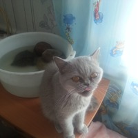   )))