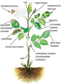 12 ПРИЧИН, УГНЕТАЮЩИХ РОЗУ. БОЛЕЗНИ И ВРЕДИТЕЛИ.