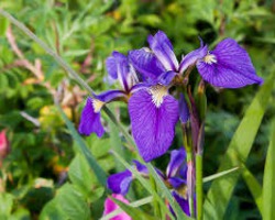 ���� ����������