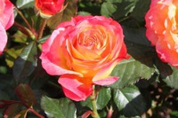 Роза красная моя… Самое важное о выращивании роз